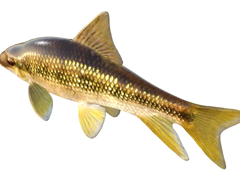100 Fish Sea Creatures Collection v3 3D Model