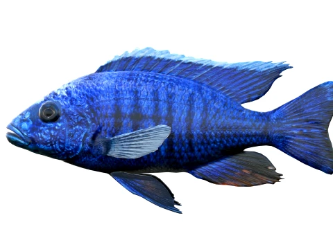 100 Fish Sea Creatures Collection v3 3D Model