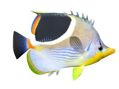 100 Fish Sea Creatures Collection v3 3D Model