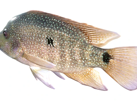 100 Fish Sea Creatures Collection v3 3D Model