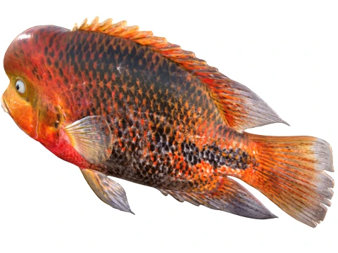 100 Fish Sea Creatures Collection v3 3D Model