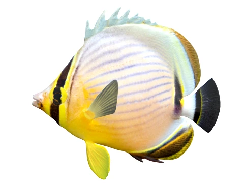 100 Fish Sea Creatures Collection v3 3D Model