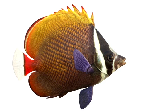 100 Fish Sea Creatures Collection v3 3D Model