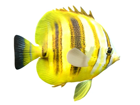 100 Fish Sea Creatures Collection v3 3D Model