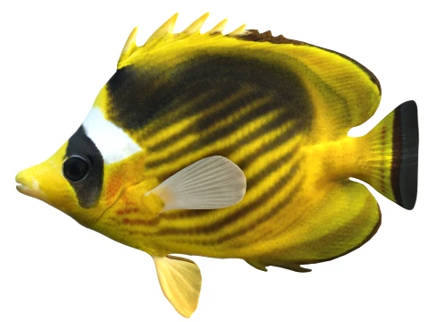 100 Fish Sea Creatures Collection v3 3D Model