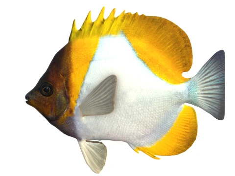 100 Fish Sea Creatures Collection v3 3D Model