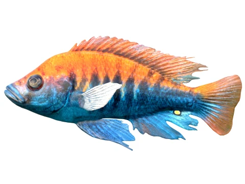 100 Fish Sea Creatures Collection v3 3D Model