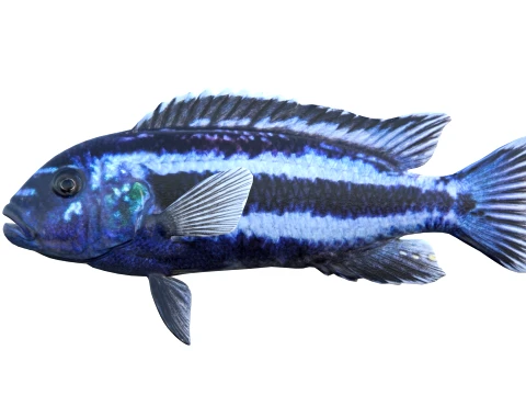 100 Fish Sea Creatures Collection v3 3D Model