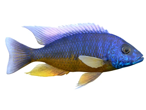100 Fish Sea Creatures Collection v3 3D Model