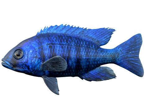 100 Fish Sea Creatures Collection v3 3D Model