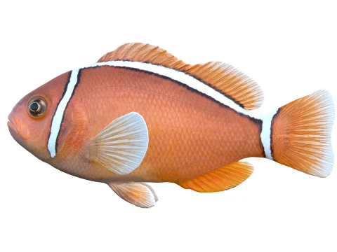 100 Fish Sea Creatures Collection v3 3D Model