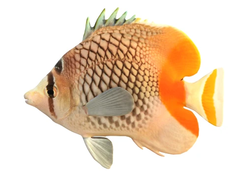 100 Fish Sea Creatures Collection v3 3D Model