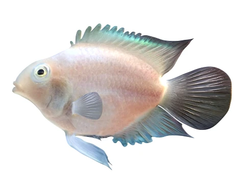 100 Fish Sea Creatures Collection v3 3D Model