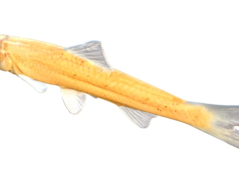 100 Fish Sea Creatures Collection v3 3D Model