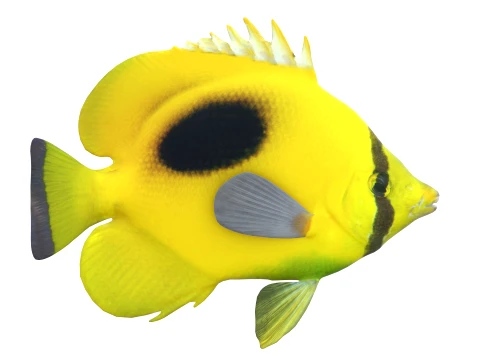 100 Fish Sea Creatures Collection v3 3D Model