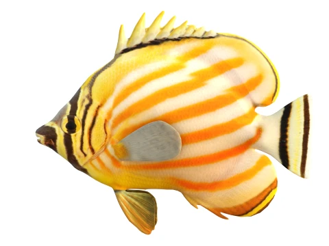 100 Fish Sea Creatures Collection v3 3D Model