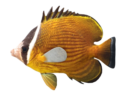 100 Fish Sea Creatures Collection v3 3D Model