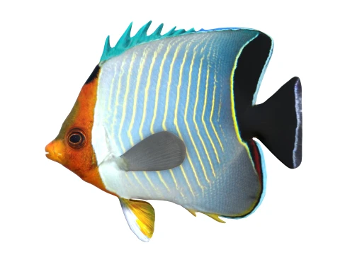 100 Fish Sea Creatures Collection v3 3D Model