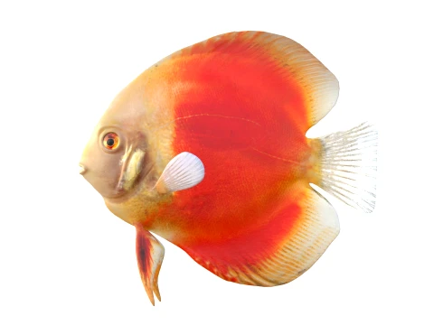 100 Fish Sea Creatures Collection v3 3D Model