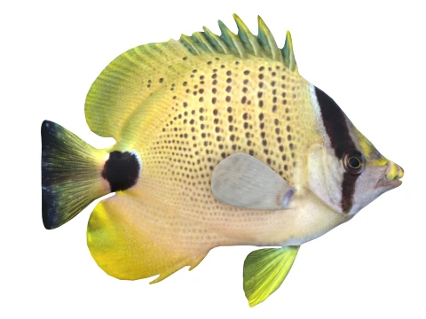100 Fish Sea Creatures Collection v3 3D Model