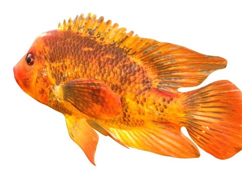 100 Fish Sea Creatures Collection v3 3D Model