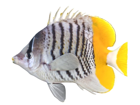 100 Fish Sea Creatures Collection v3 3D Model