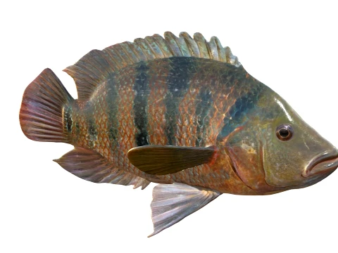 100 Fish Sea Creatures Collection v3 3D Model