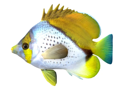 100 Fish Sea Creatures Collection v3 3D Model