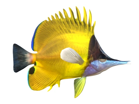 100 Fish Sea Creatures Collection v3 3D Model