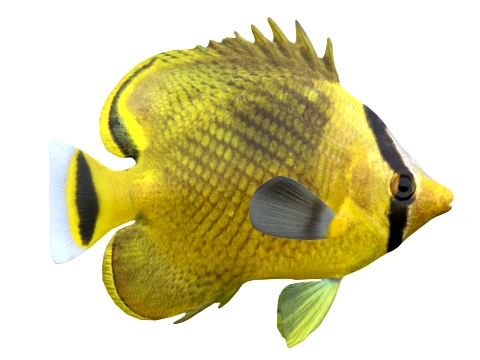 100 Fish Sea Creatures Collection v3 3D Model
