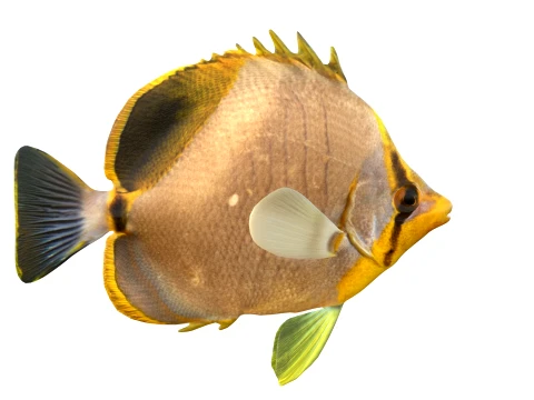 100 Fish Sea Creatures Collection v3 3D Model