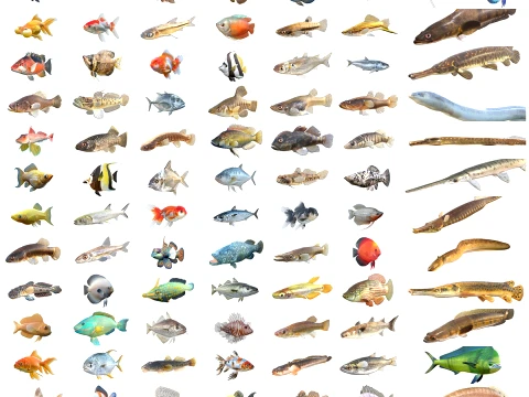 100 Fish Sea Creatures-collectie v4 3D Model