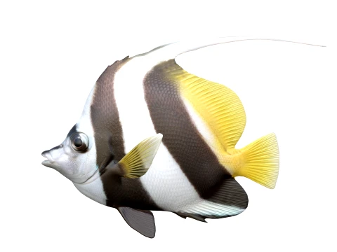 100 Fish Sea Creatures Collection v4 3D Model