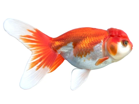 100 Fish Sea Creatures Collection v4 3D Model