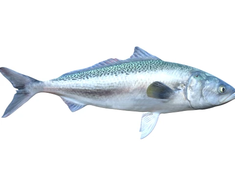 100 Fish Sea Creatures Collection v4 3D Model