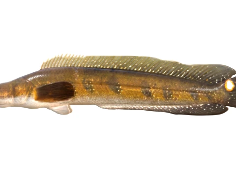 100 Fish Sea Creatures Collection v4 3D Model