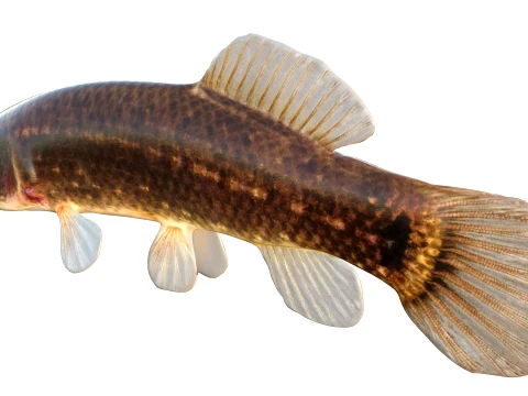 100 Fish Sea Creatures Collection v4 3D Model