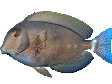 100 Fish Sea Creatures Collection v4 3D Model
