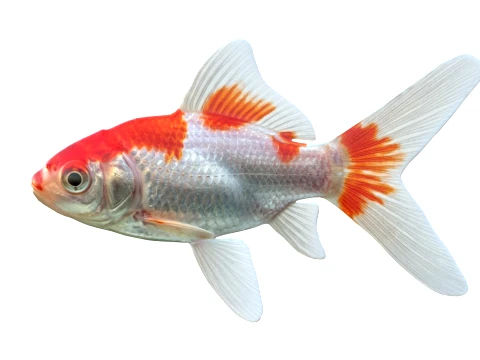 100 Fish Sea Creatures Collection v4 3D Model