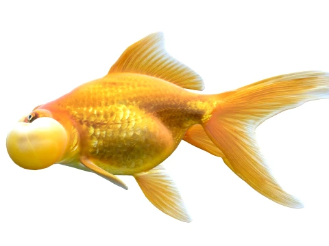 100 Fish Sea Creatures Collection v4 3D Model