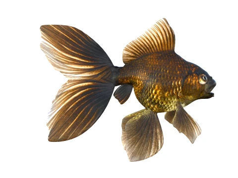 100 Fish Sea Creatures Collection v4 3D Model