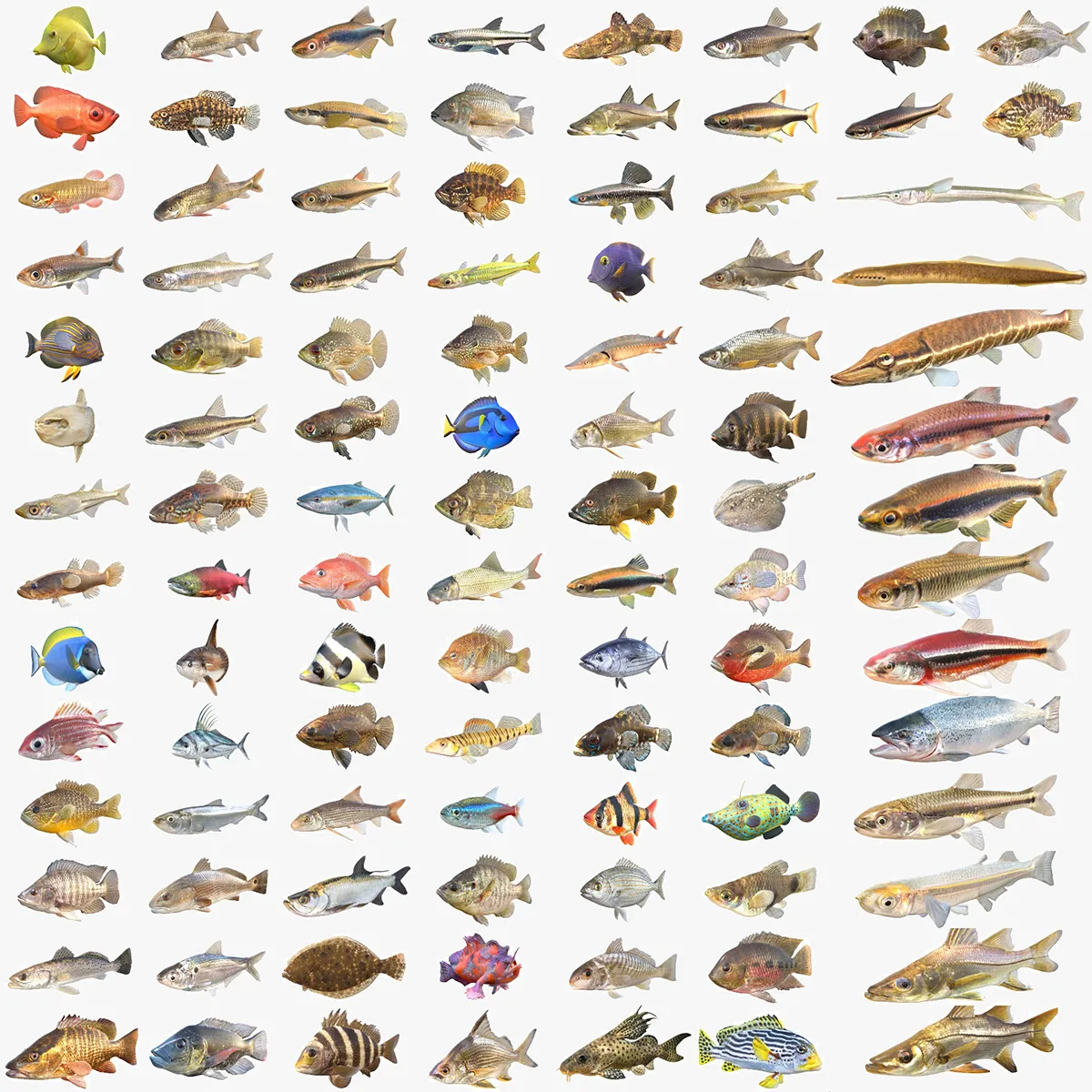100 Fish Sea Creatures Collection v5 3D Model .c4d .max .obj .3ds .fbx .stl .blend