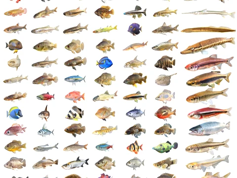 Coleção de 100 criaturas marinhas de peixes v5 Modelo 3D