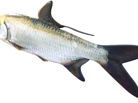 100 Fish Sea Creatures Collection v5 3D Model