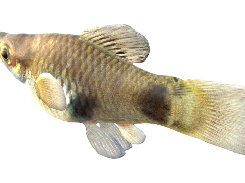 100 Fish Sea Creatures Collection v5 3D Model