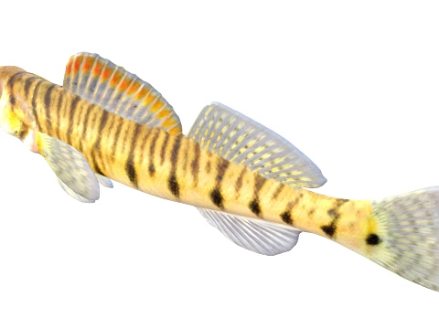 100 Fish Sea Creatures Collection v5 3D Model