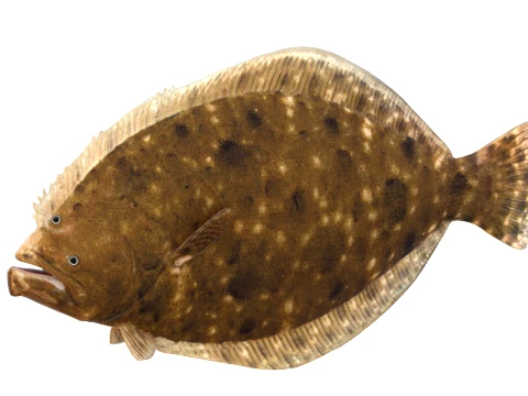100 Fish Sea Creatures Collection v5 3D Model