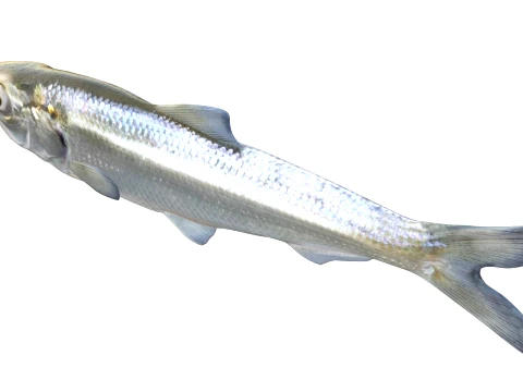 100 Fish Sea Creatures Collection v5 3D Model