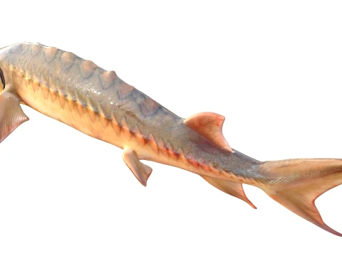 100 Fish Sea Creatures Collection v5 3D Model
