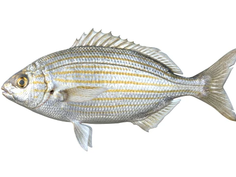 100 Fish Sea Creatures Collection v5 3D Model